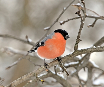 Снегирь / осень, птицы