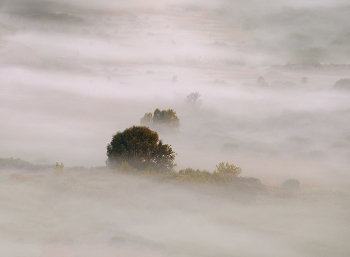 Дерево в тумане / Туман