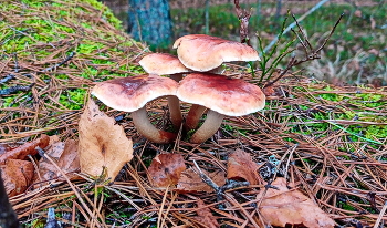 &nbsp; / осень грибы лес ноябрь