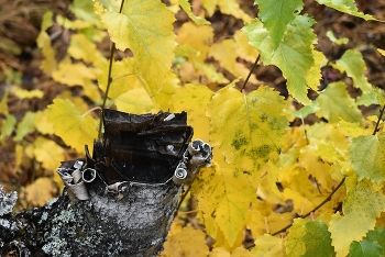 берёза Лира / _____