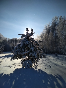 **В лесу родилась елочка* / На солнечной зимней поляне пушистая елка под снегом