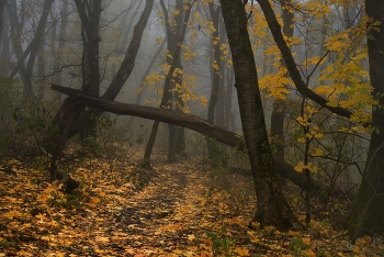 Осенняя тропа / Туманное утро в лесу