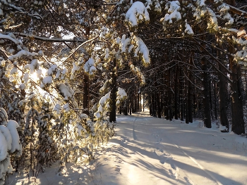 По зимнему лесу... / Зимний лес в объятьях тишины Задремал, укутав ветки снегом. Будет спать спокойно до весны Он теперь под серебристым небом. автор: Комогорцева -Топоркова