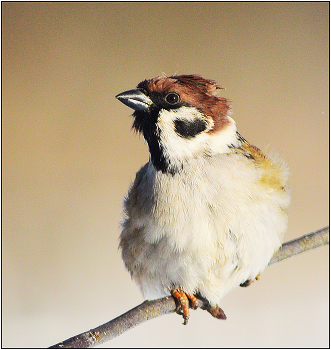 Классика портретной съемки. / Воробей полевой - Passer montanus. 14 см в длину.Щеки с темным пятном, шапочка коричневая, а не серая как у домового воробья.самцы и самки окрашены почти одинаково. Оседлая птица.