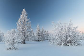Морозный день / Зимний пейзаж тундры