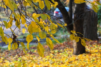 Листопад / Лёгкий ветерок