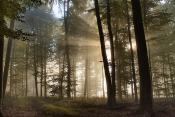 Солнечное утро / Туман и солнце в осеннем лесу.