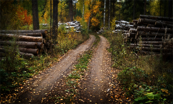 Вырубка / В осеннем лесу