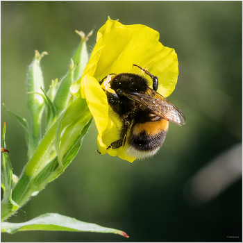 Тяжёлая авиация / Земляной шмель (Bombus terrestris) на ослиннике.