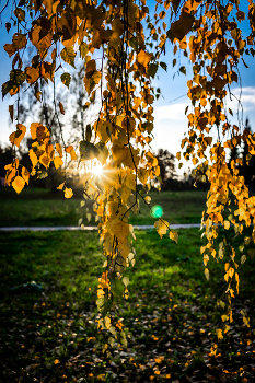 Осенние лучи / Осенний парк, закатное солнце сквозь березы