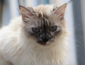 Природа шутит / Отец Умки чистопородный гладкошёрстный сиамец,шлёндра и подзаборник.По линии мамы прабабушка,бабушка и, собственно, мама чистокровные беспородники.Чёрная кошка с белоснежными усами и в белых тапочках родила белого пушистого котёнка,который,повзрослев, утверждает,что он сиамец.