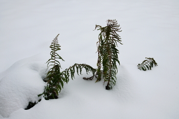 Краски ноября. / Зимующий папоротник.