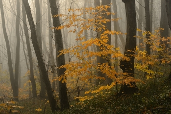 Туманное утро / Осенний лес