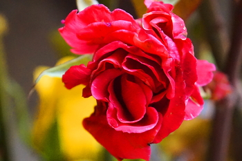 Первый день зимы / Красная роза даже не успела раскрыться во всей красе