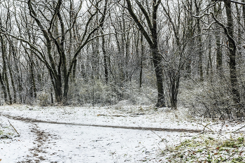 &nbsp; / В лесу утром. Поздняя осень, ноябрь. Выпал снег. Дорога в лесу.