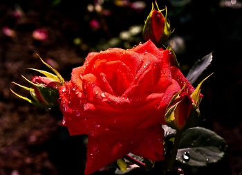 Утренняя роз / Роза цветы растения роса капли
