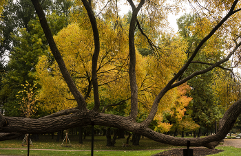 Деревья и осень / Осень в парке Екатерингоф