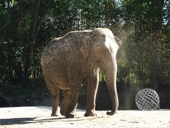 Счастливый слон в пылевом облаке :) / Слон набирал хоботом песок и распылял его над собой, при этом выглядел очень счастливым :) Наверное, такая забава у слонов :)

Зоопарк Хагенбека (нем. Tierpark Hagenbeck) основан в 1907 году Карлом Хагенбеком - учёным, коммерсантом, дрессировщиком и до сих пор принадлежит его семье. На 25 га для животных созданы природные условия их обитания.

 https://www.youtube.com/watch?v=WnAX2MIXXMs

 https://www.youtube.com/watch?v=Ms1GfBntMoE

 https://www.youtube.com/watch?v=iTrPFuCO4Jw&amp;t=7s

https://www.youtube.com/watch?v=DMM68wkJe-g

https://www.youtube.com/watch?v=b5vziYLabQ4&amp;t=14s

https://www.youtube.com/watch?v=CAeNjlhBcFc&amp;t=10s