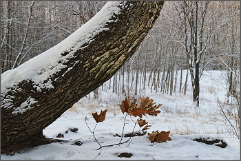 Старое дерево... / Старое дерево. Присыпал снежок...