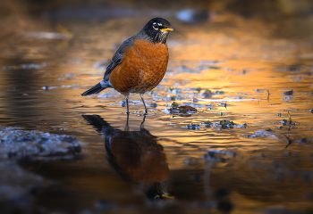 American robin (Turdus migratorius) / Странствующий дрозд (American Robin) — небольшая певчая птица семейства дроздовых, широко распространённая на территории Северной Америки.