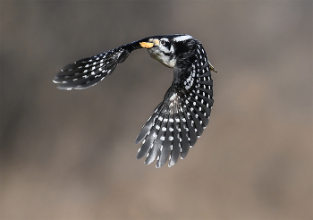 Hairy woodpecker (male) / Волосатый дятел (Leuconotopicus villosus) - это дятел среднего размера, обитающий на большой территории Северной Америки.