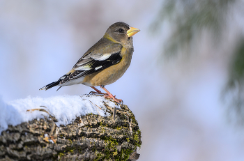 Evening grosbeak (female) / Вечерний дубонос (самка)
Зачастую у птиц цвет оперения у самок намного скромнее, чем у самцов .
В течение сезона гнездования они формируют моногамные пары, ухаживая спокойно без какой-либо сложной песни или показа.
Самка строит большую часть гнезда, собирая материалы с земли и срывая ветки с деревьев.
Она строит хрупкое, блюдцеобразное гнездо из маленьких веточек и корней, выстланных травами, тонкими корнями, лишайниками или хвоей.
Самец может кормить самку во время инкубации и оба родителя кормят птенцов.