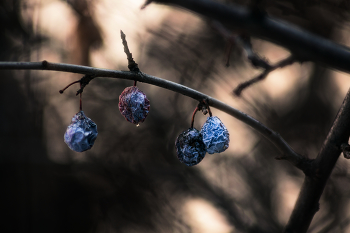 Забытая роскошь лета. / ***