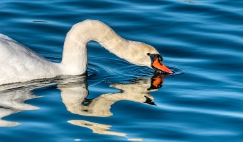 &nbsp; / Schwan beim Wasser schnattern