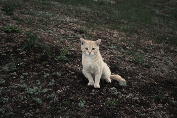 Котик / Котик