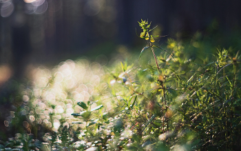 Солнечное утро / Oreston 50/1.8