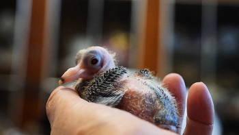 Птенец голубя Крымского Бескружного Высоколётного-пискун / Вот такого его нашли в гнезде после того,как всю породу (ориентировочно 200 птиц) перевезли к новому месту жительства в хорошие,отзывчивые,добрые руки.За что огромное спасибо!