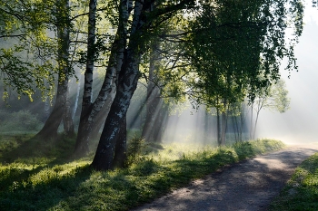 В утреннем свете...... / Петербург. Шуваловский парк. Июнь
