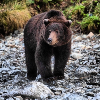 Камчатский медведь / Медведь - хозяин тайги