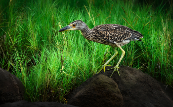 Yellow-crowned night heron (juvenile) / Желтоголовая кваква
Когда цапля не строит гнездо,она отправляется практиковать свои навыки выслеживания. Не волнуйтесь, они не преследуют своего бывшего друга-цаплю, а крадутся вокруг в поисках моллюсков, рыб, ракообразных, насекомых.Если преследование не сработает, они просто будут ждать в кустах и устраивать засаду на свою добычу. В любом случае, охотничьи стратегии этих птиц кажутся не очень подходящими для бедной ничего не подозревающей лягушки или рыбы. Я думаю, жизнь в дикой природе не всегда справедлива.
Говоря о справедливости, на ночную цаплю с желтой короной охотились в 18-м и 1900-х годах, так как ее брачные перья пользовались большим успехом у людей. С тех пор охота прекратилась, но, к сожалению люди уничтожили их среду обитания. К счастью, популяция этих впечатляющих птиц в основном стабильна, но кто знает, как долго это продлится, если мы продолжим переселяться в их среду обитания.