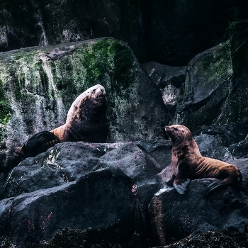 Сивучи Курильских островов / Сивучи на острове Анциферова