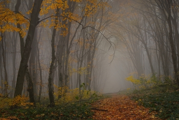 Туманное утро / Осенний лес