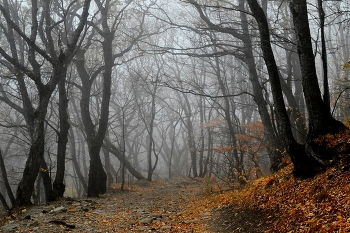 В лесу осеннем..... / Железноводск. Октябрь