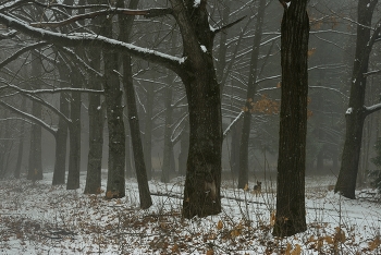 Первый снег / Зимняя аллея