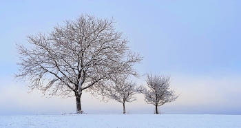 &nbsp; / Bäume in winterlicher Stimmung