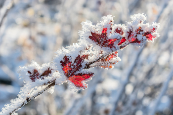 Украшает Зима, украшает... / Первый день Зимы. 01-12-2022.