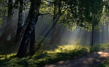 В утреннем парке............. / Петербург. Шуваловский парк. Июнь