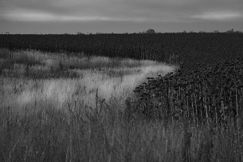 Подсолнухи / поле , сельское хозяйство, масленичные культуры.