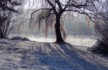 Под ивой / ***