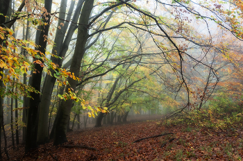 Осенний лес / ...