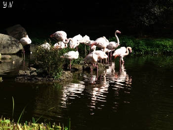 Фламинго / Зоопарк Хагенбека (нем. Tierpark Hagenbeck) основан в 1907 году Карлом Хагенбеком - учёным, коммерсантом, дрессировщиком и до сих пор принадлежит его семье. На 25 га для животных созданы природные условия их обитания.
https://www.youtube.com/watch?v=WnAX2MIXXMs
https://www.youtube.com/watch?v=Ms1GfBntMoE
https://www.youtube.com/watch?v=iTrPFuCO4Jw&t=7s
https://www.youtube.com/watch?v=DMM68wkJe-g
https://www.youtube.com/watch?v=b5vziYLabQ4&t=14s
https://www.youtube.com/watch?v=CAeNjlhBcFc&t=10s
