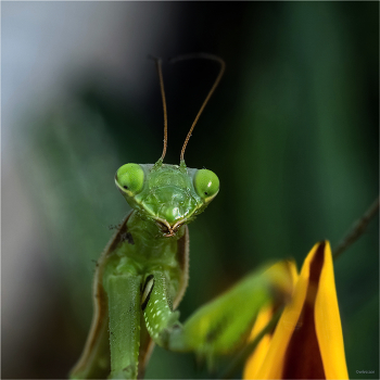 Как опять проспал?! / Обыкновенный богомол, или Богомол религиозный (Mantis religiosa)