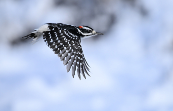 Hairy woodpecker (male) / Волоса́тый дя́тел (лат. Picoides villosus)(самец)
Распространён почти по всей Северной и Центральной Америке, а также на некоторых островах Карибского моря.
Волосатый дятел по большей части оседлая птица