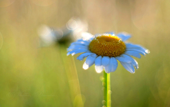 Солнечная ромашка / Trioplan 50/2.9