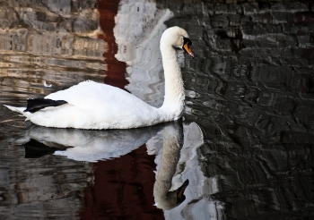 Лебёдушка / Лебедь на пруду в старом парке