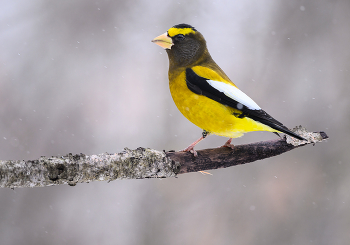 Evening grosbeak (male) / Evening grosbeak (male)